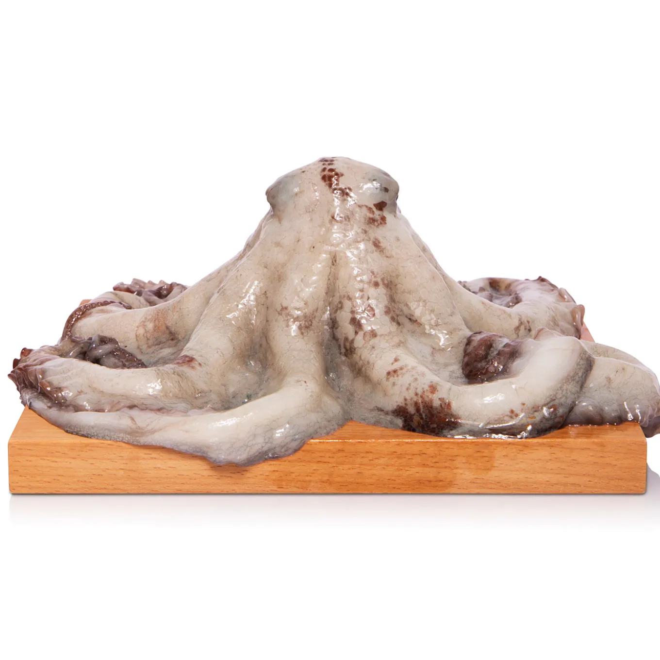 Polpo di Scoglio 1Kg